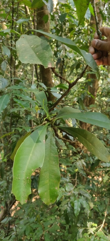Ancistrocladus heyneanus photograph 3
