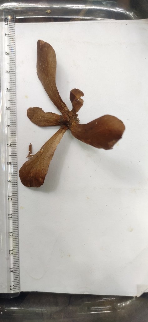 Ancistrocladus heyneanus photograph 5