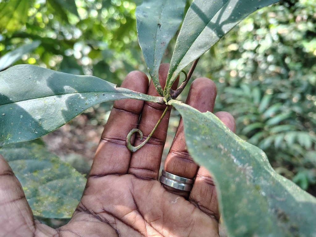 Ancistrocladus heyneanus