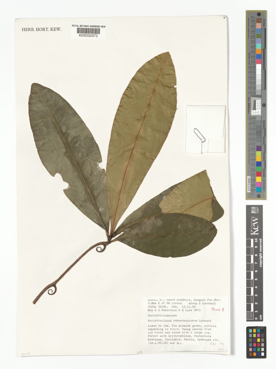Ancistrocladus robertsoniorum photograph 5