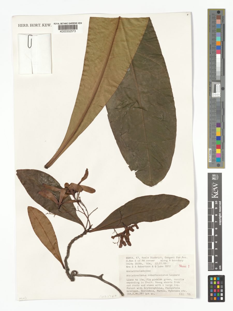 Ancistrocladus robertsoniorum photograph 4