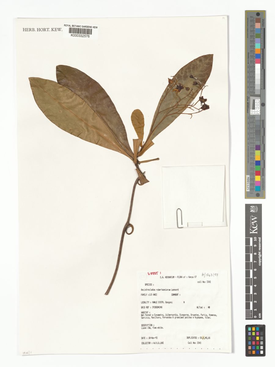 Ancistrocladus robertsoniorum