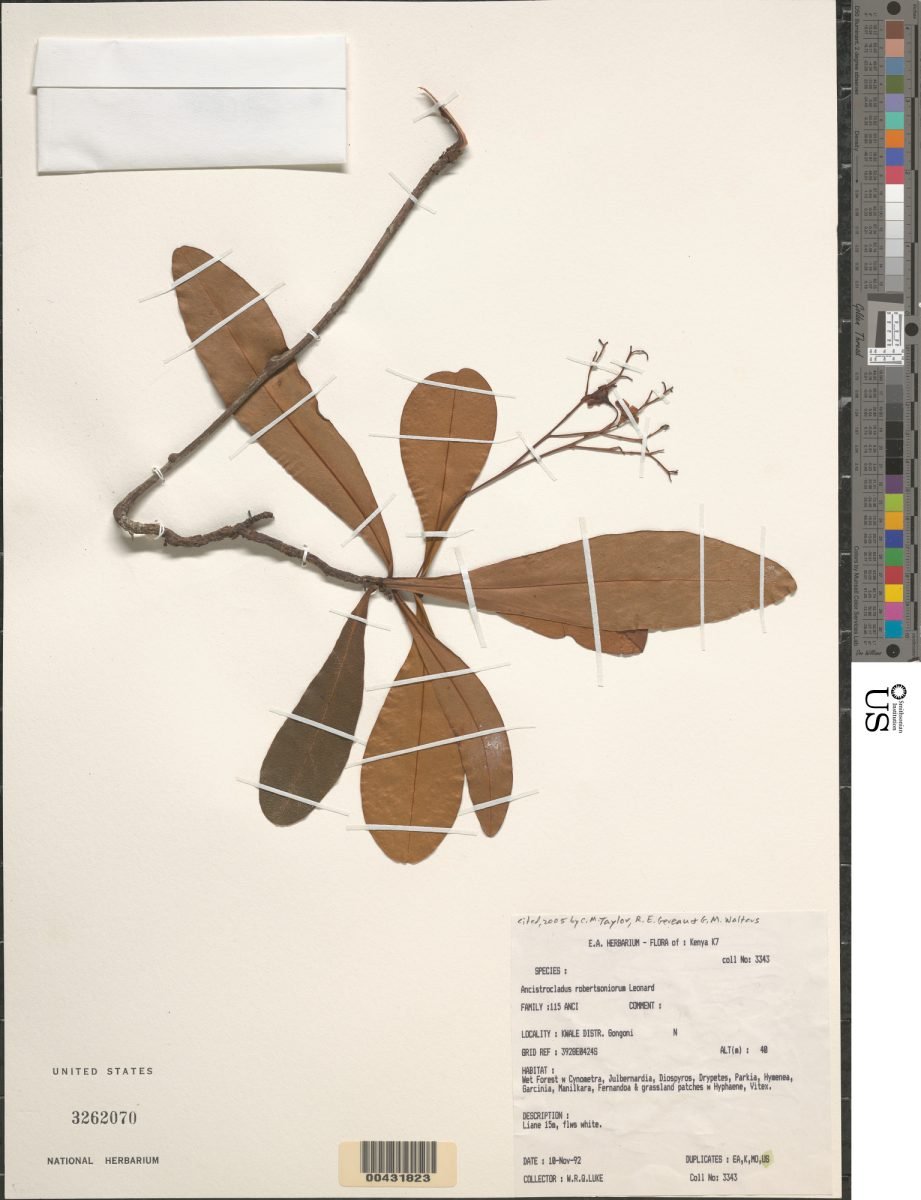 Ancistrocladus robertsoniorum photograph 2