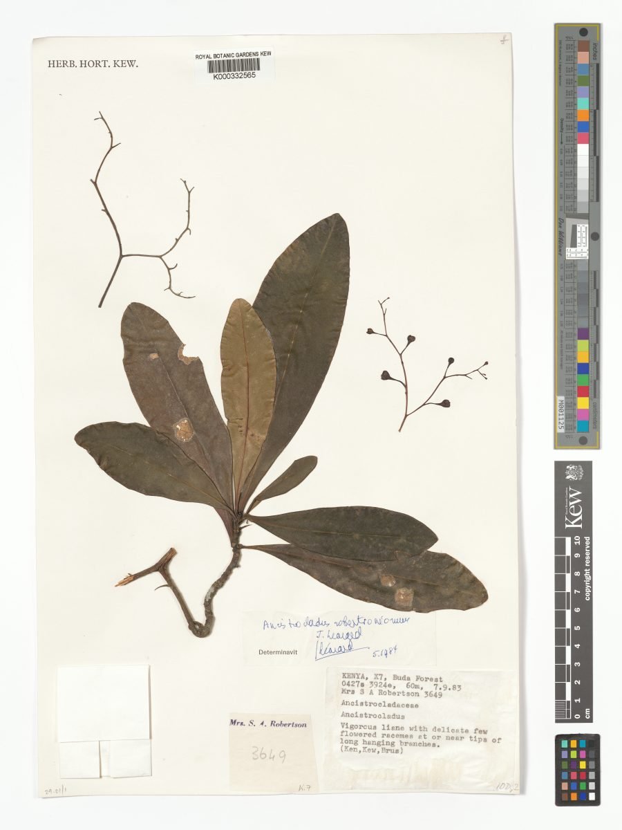 Ancistrocladus robertsoniorum photograph 6