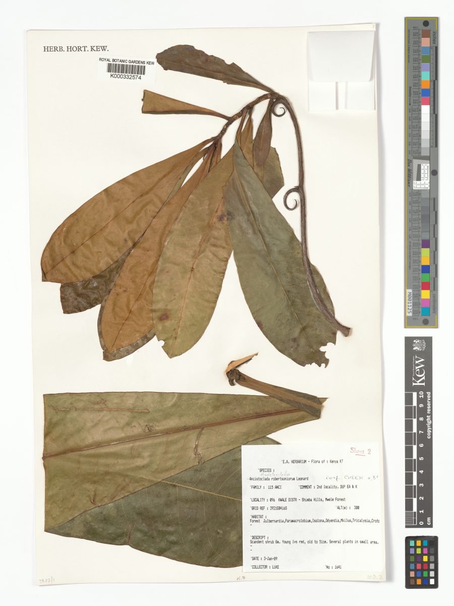 Ancistrocladus robertsoniorum photograph 3