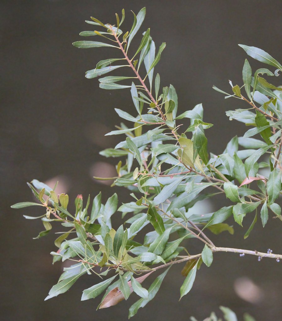 Ancistrocladus sagittatus photograph 4