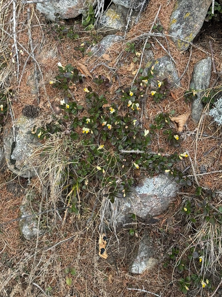 Ancistrocladus sagittatus