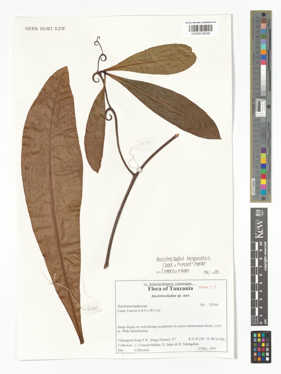 Ancistrocladus tanzaniensis
