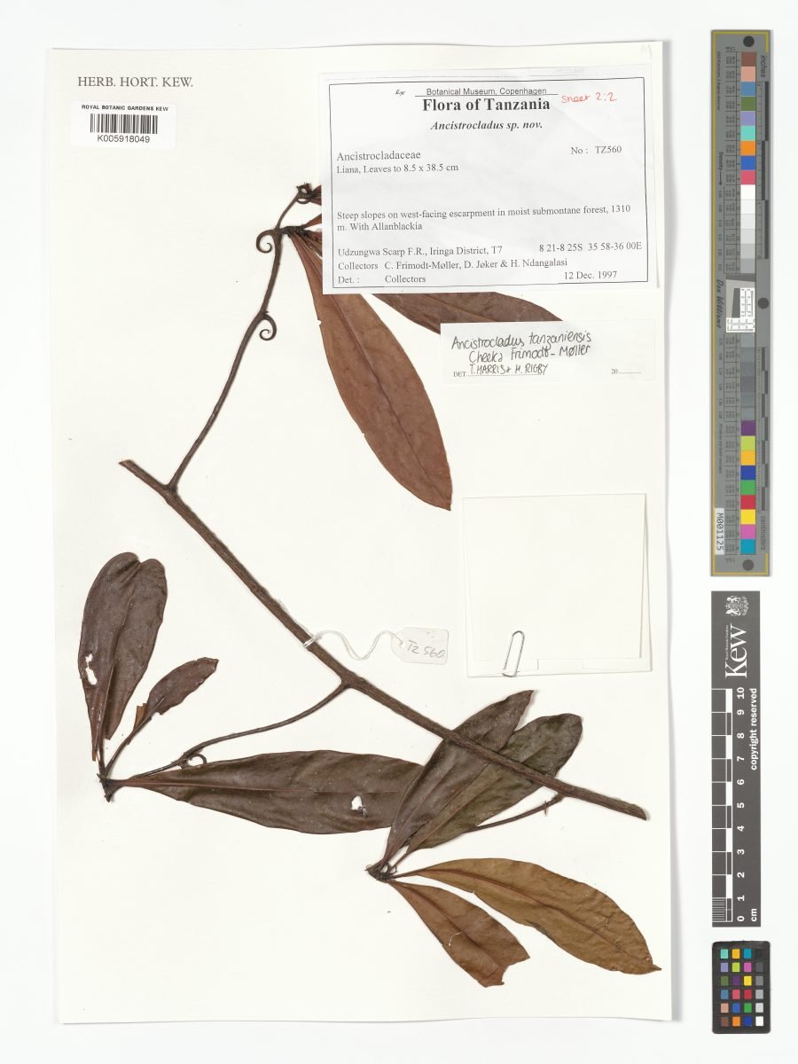 Ancistrocladus tanzaniensis photograph 2