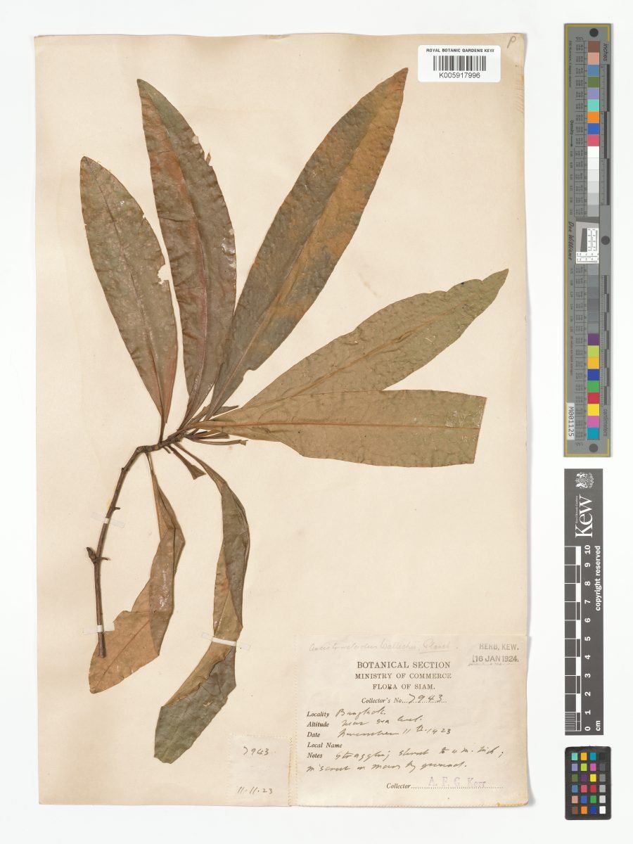 Ancistrocladus wallichii photograph 6