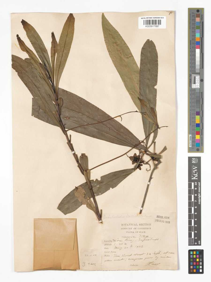Ancistrocladus wallichii photograph 5
