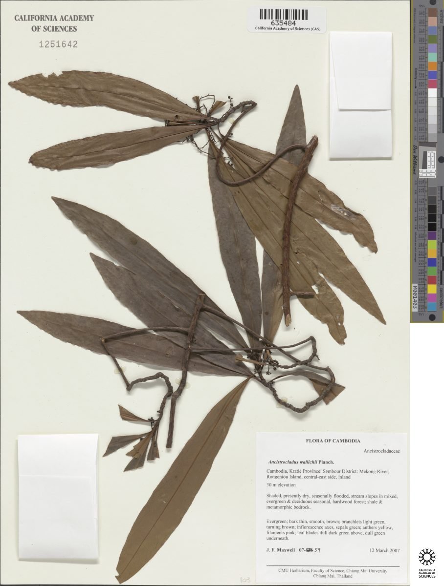 Ancistrocladus wallichii