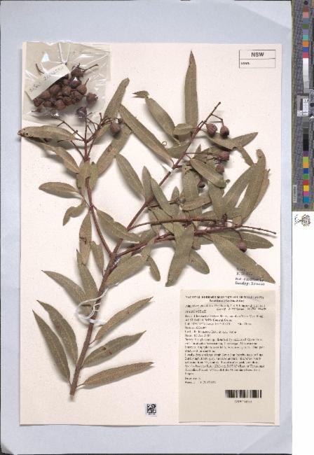 Angophora bakeri subsp. crassifolia photograph 4