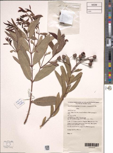 Angophora bakeri subsp. crassifolia photograph 6