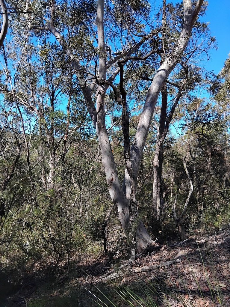 Angophora bakeri subsp. crassifolia