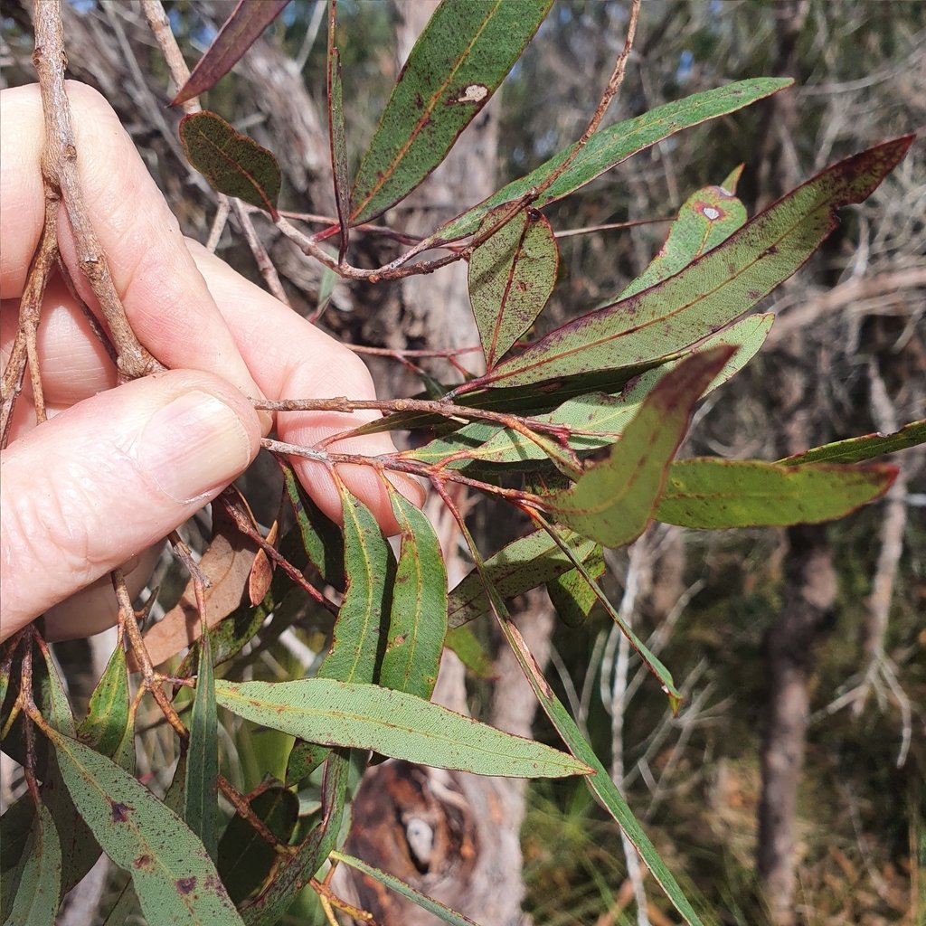 Angophora bakeri subsp. crassifolia photograph 2