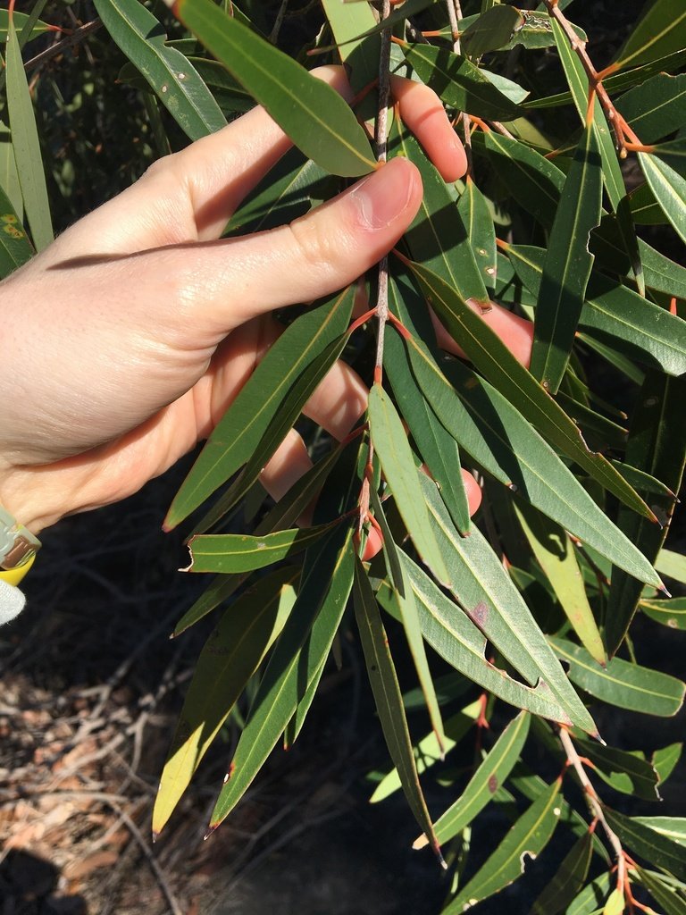 Angophora bakeri subsp. crassifolia photograph 3