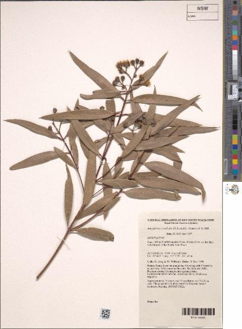 Angophora bakeri subsp. crassifolia photograph 5