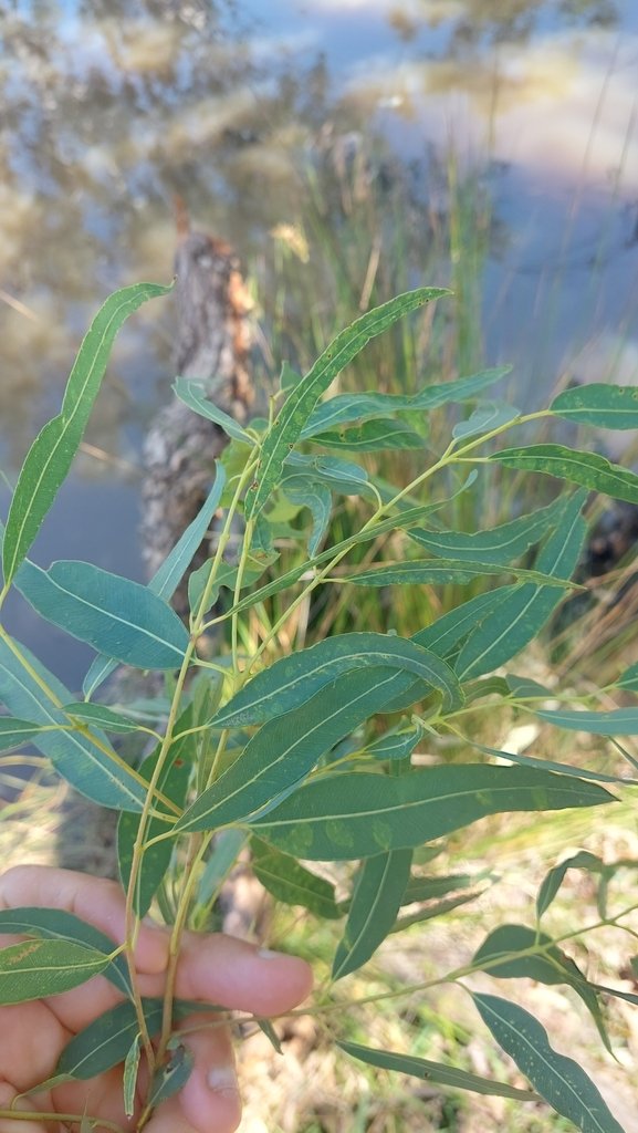 Angophora floribunda photograph 5