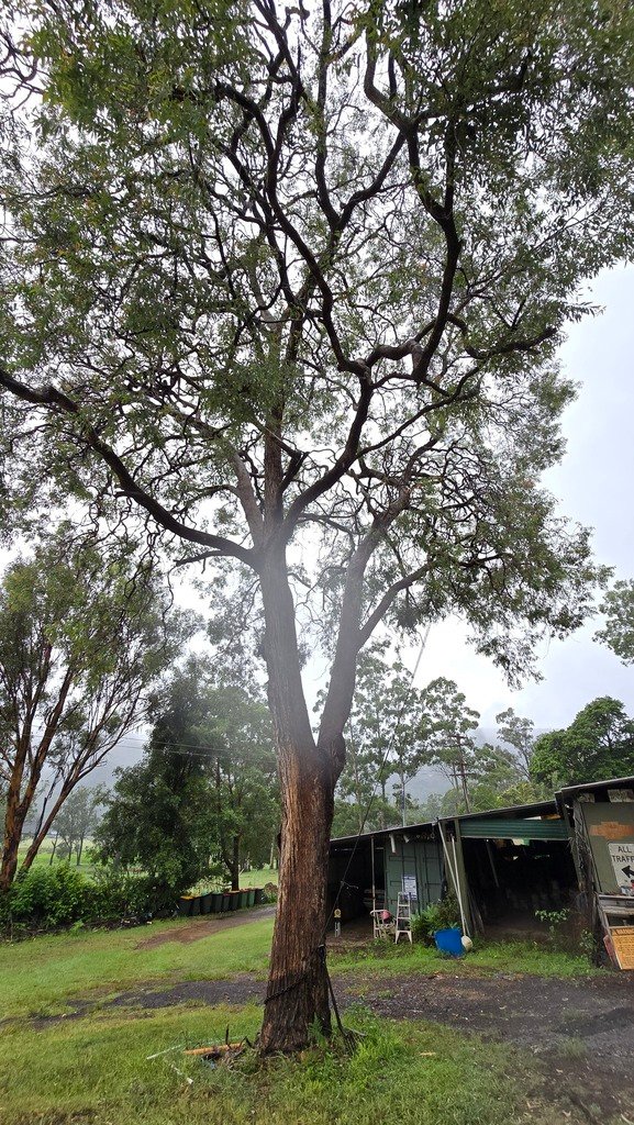 Angophora floribunda photograph 3