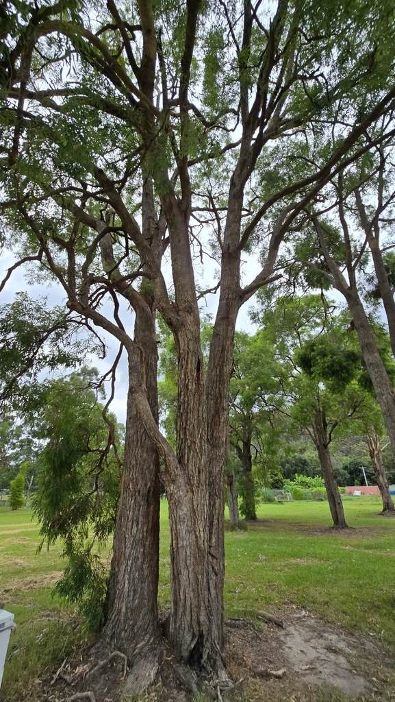 Angophora floribunda photograph 2