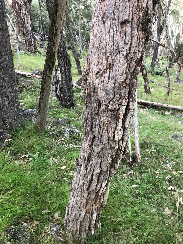 Angophora floribunda photograph 6