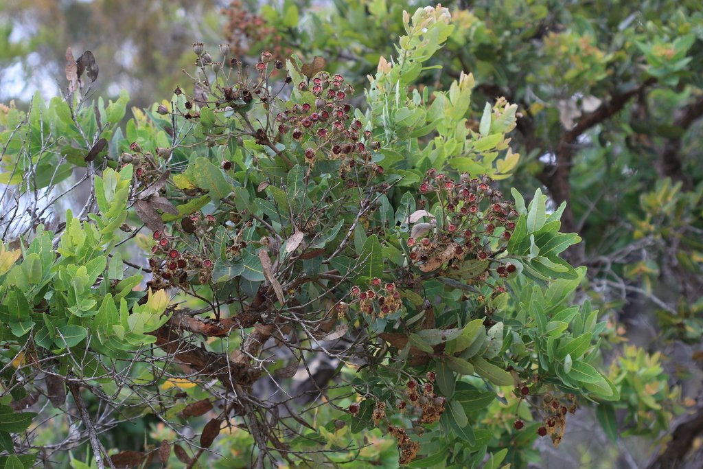 Angophora hispida photograph 6