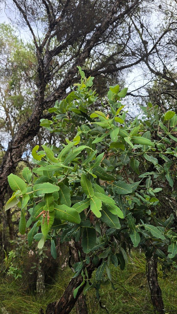 Angophora hispida photograph 3