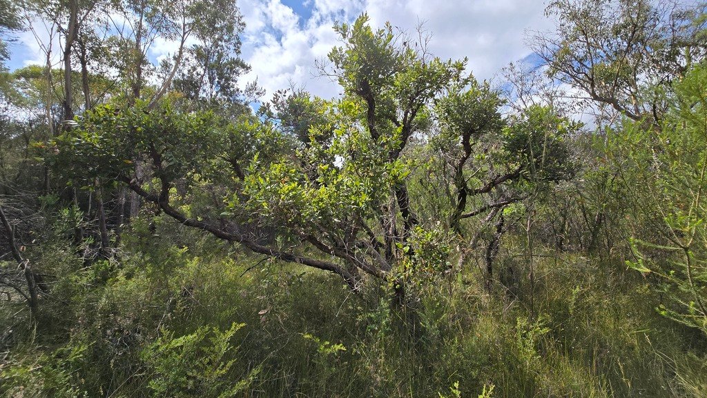 Angophora hispida photograph 4