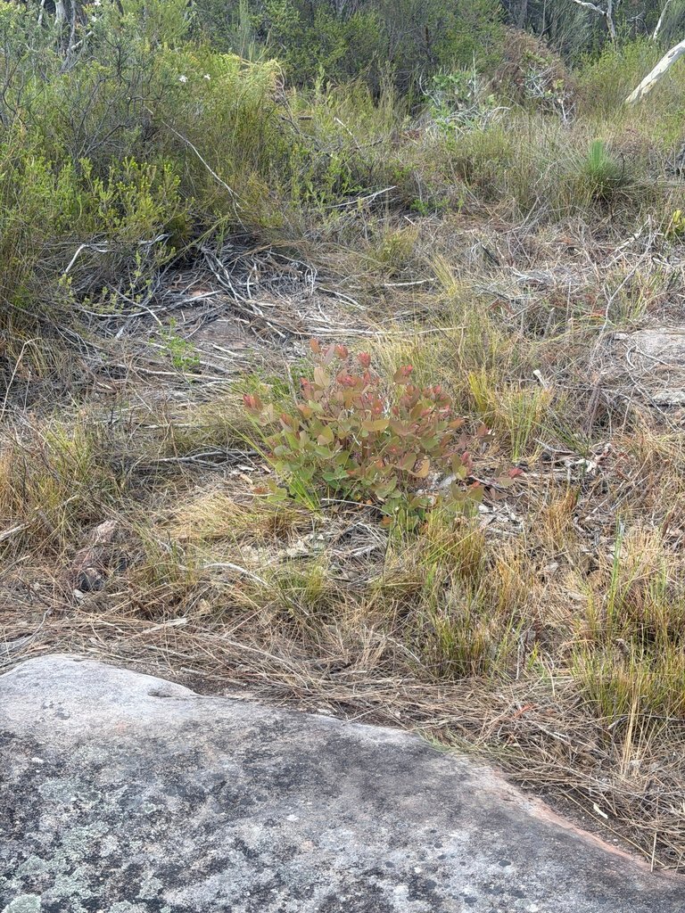 Angophora hispida