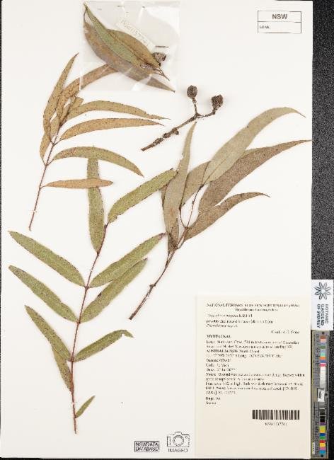 Angophora inopina