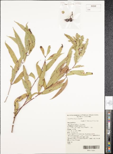 Angophora inopina photograph 3