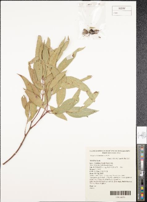 Angophora inopina photograph 2