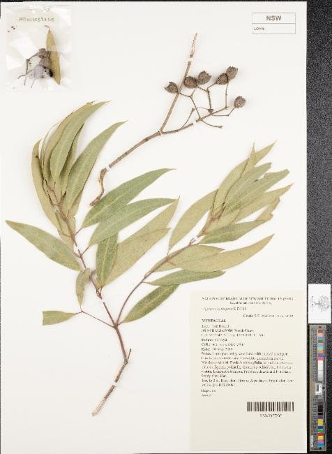Angophora inopina photograph 6