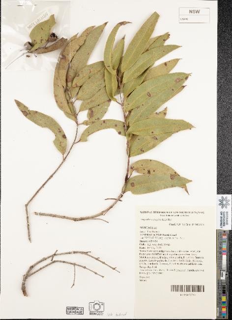 Angophora inopina photograph 4