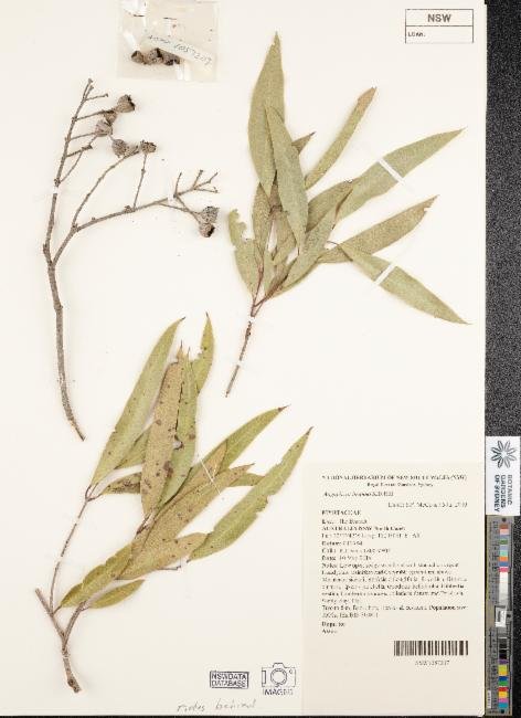 Angophora inopina photograph 5