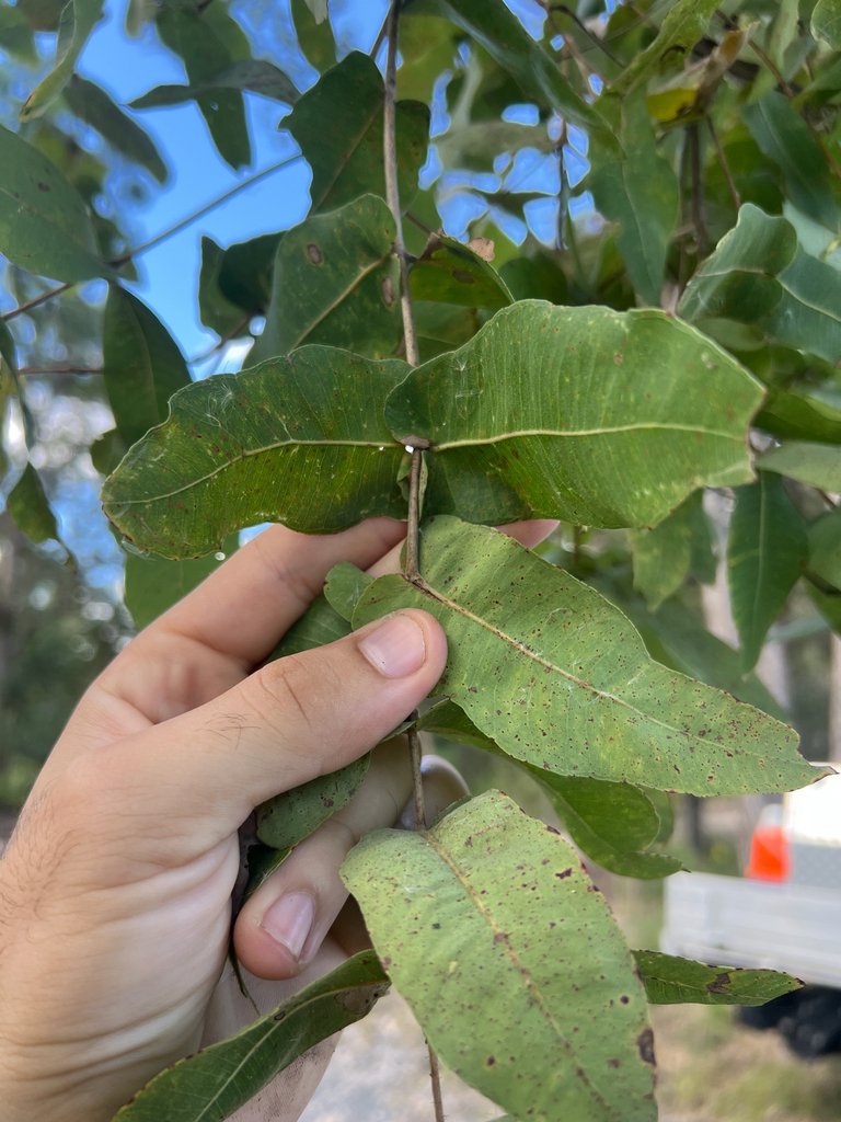Angophora subvelutina photograph 3