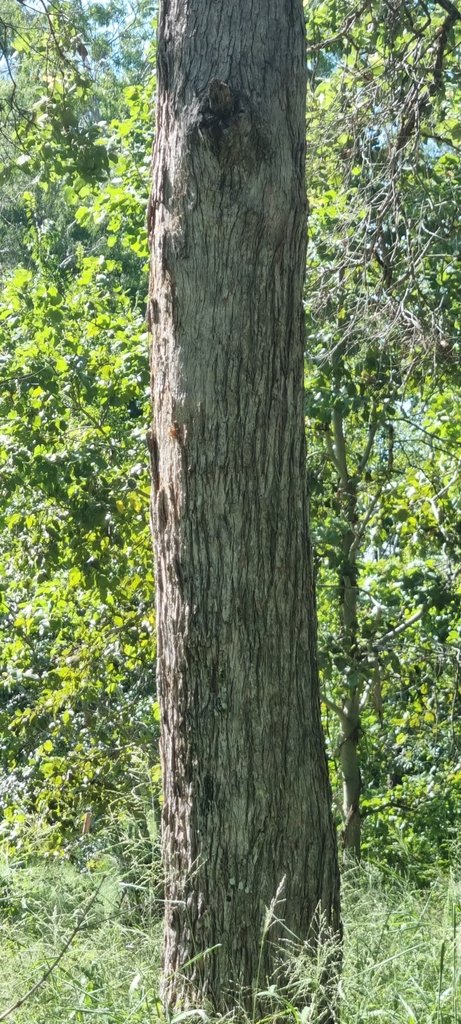 Angophora subvelutina photograph 6