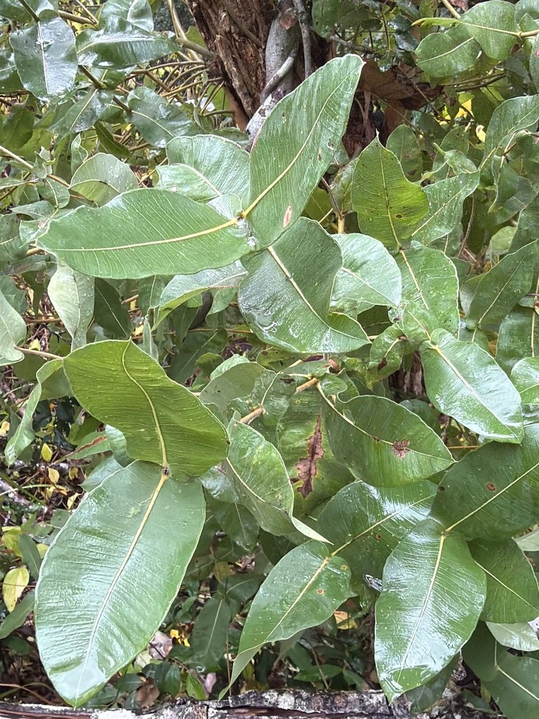Angophora subvelutina
