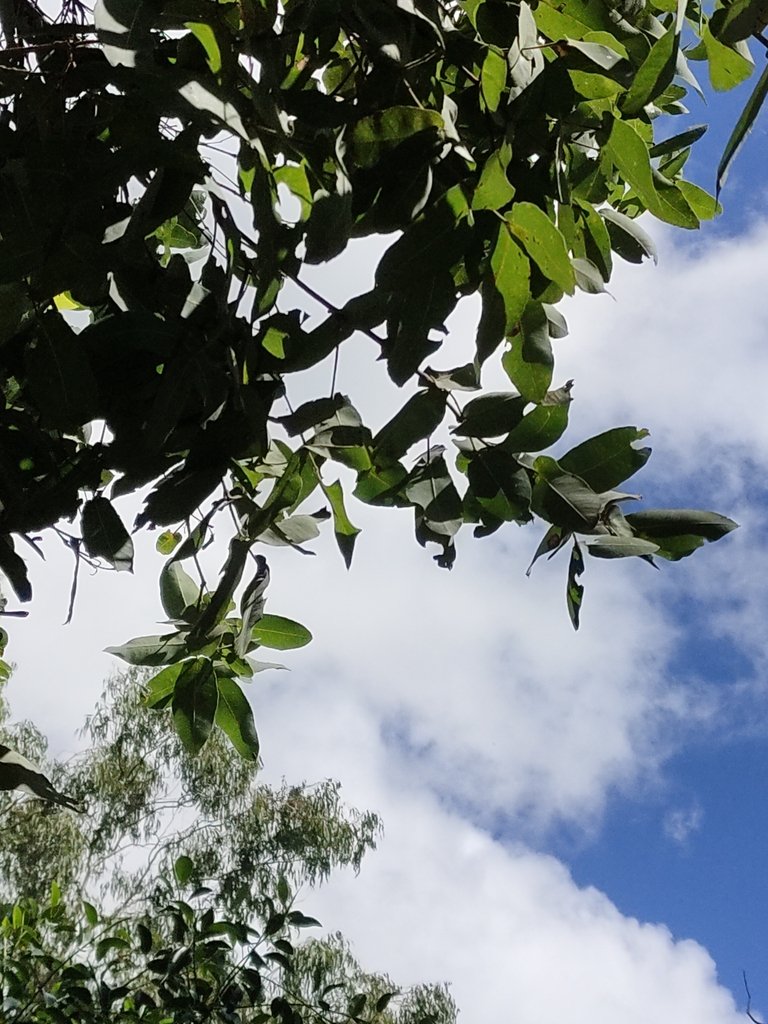 Angophora subvelutina photograph 4