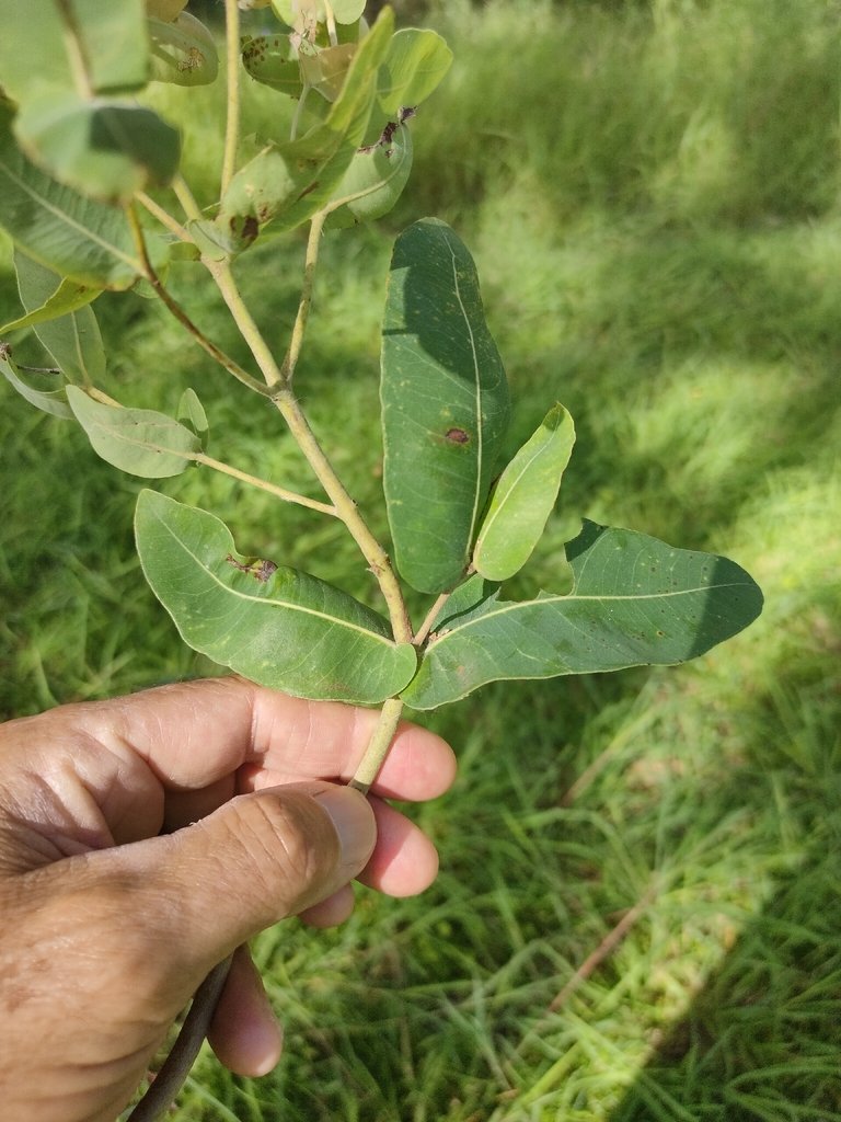 Angophora subvelutina photograph 2