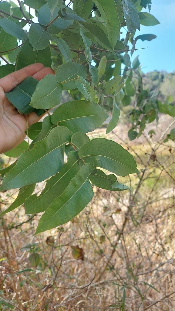 Angophora subvelutina photograph 5