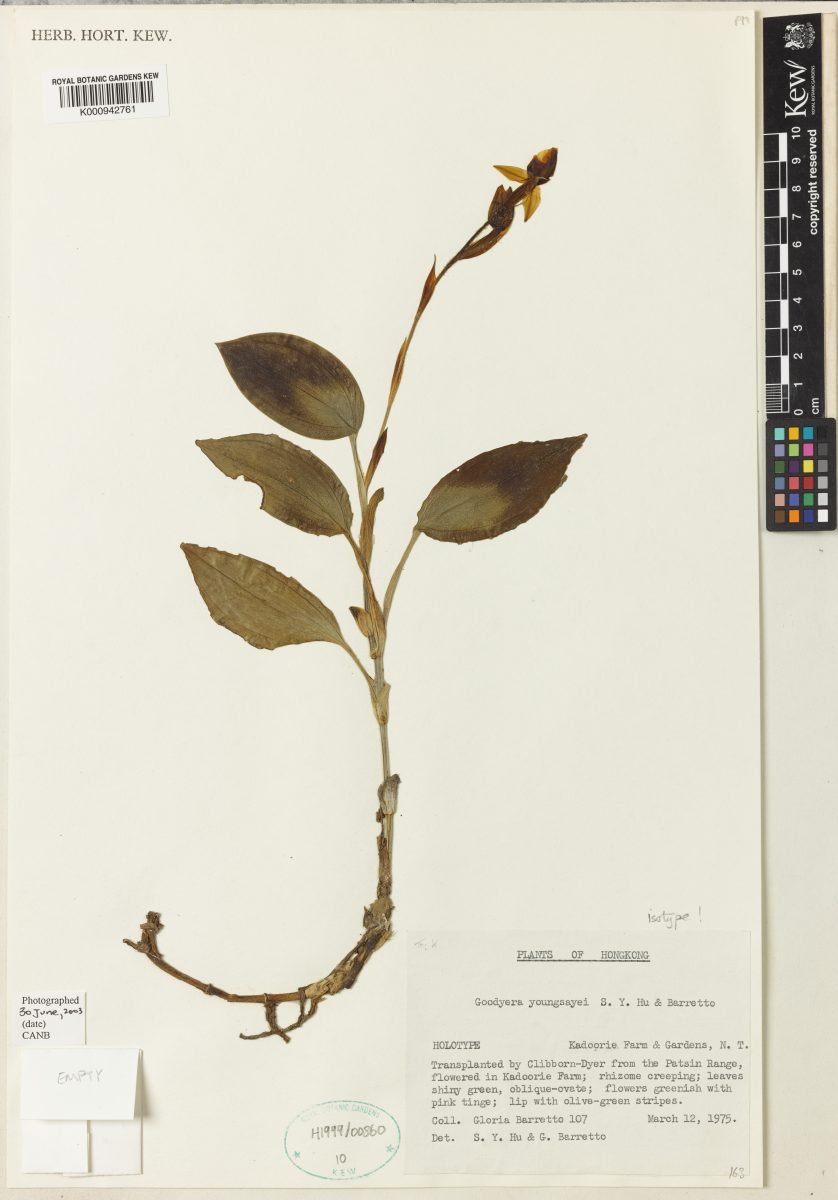 Goodyera longirostrata photograph 2