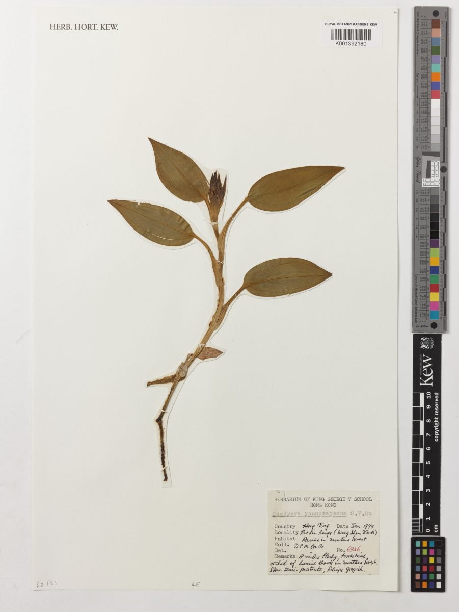 Goodyera longirostrata photograph 3