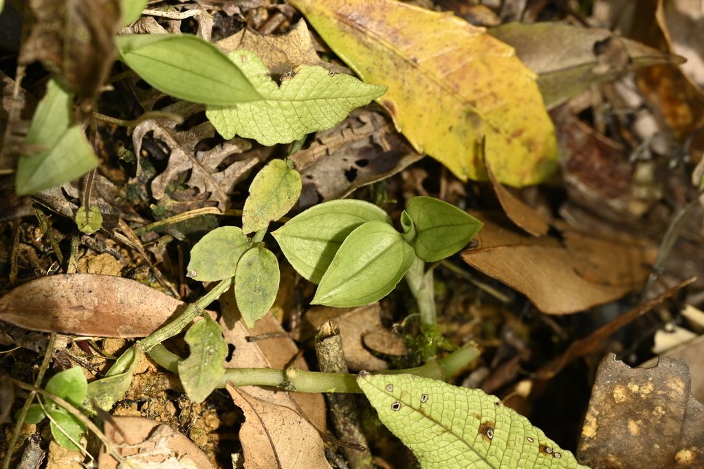 Goodyera longirostrata