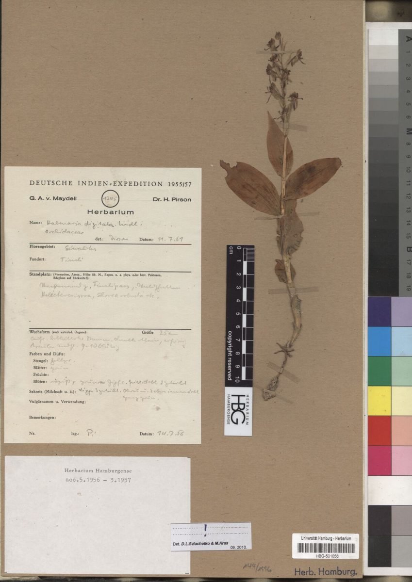 Habenaria digitata photograph 5