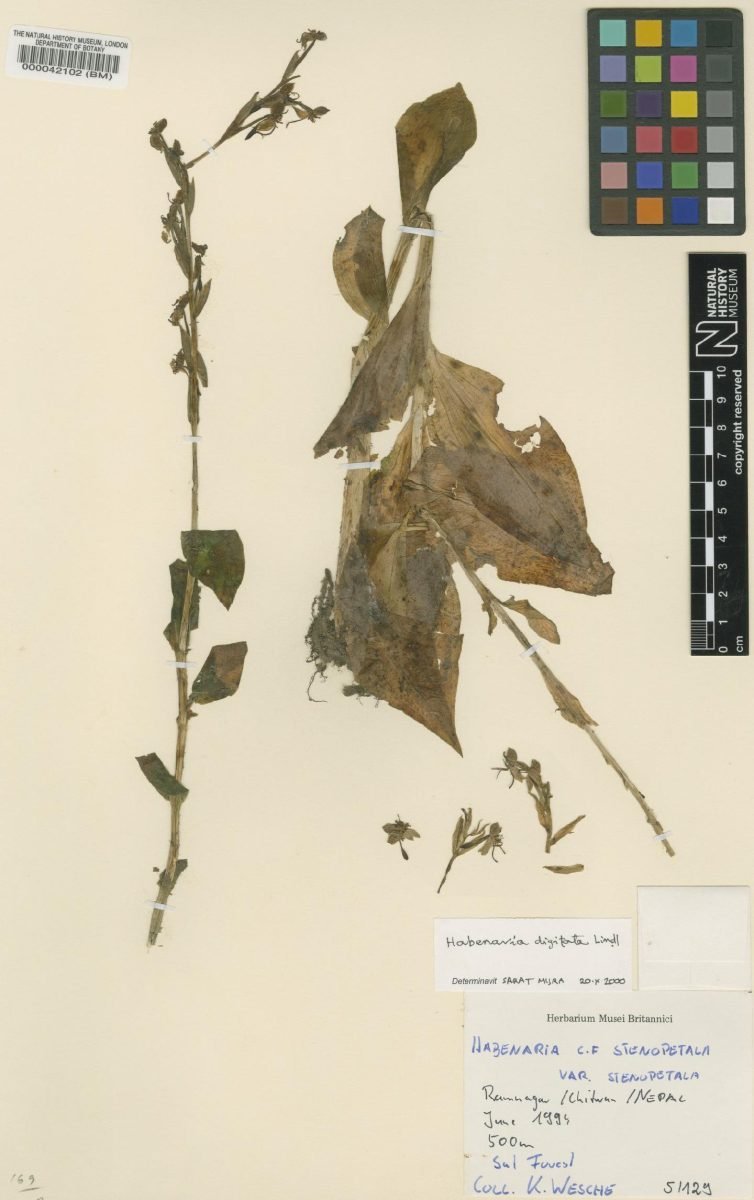 Habenaria digitata photograph 3