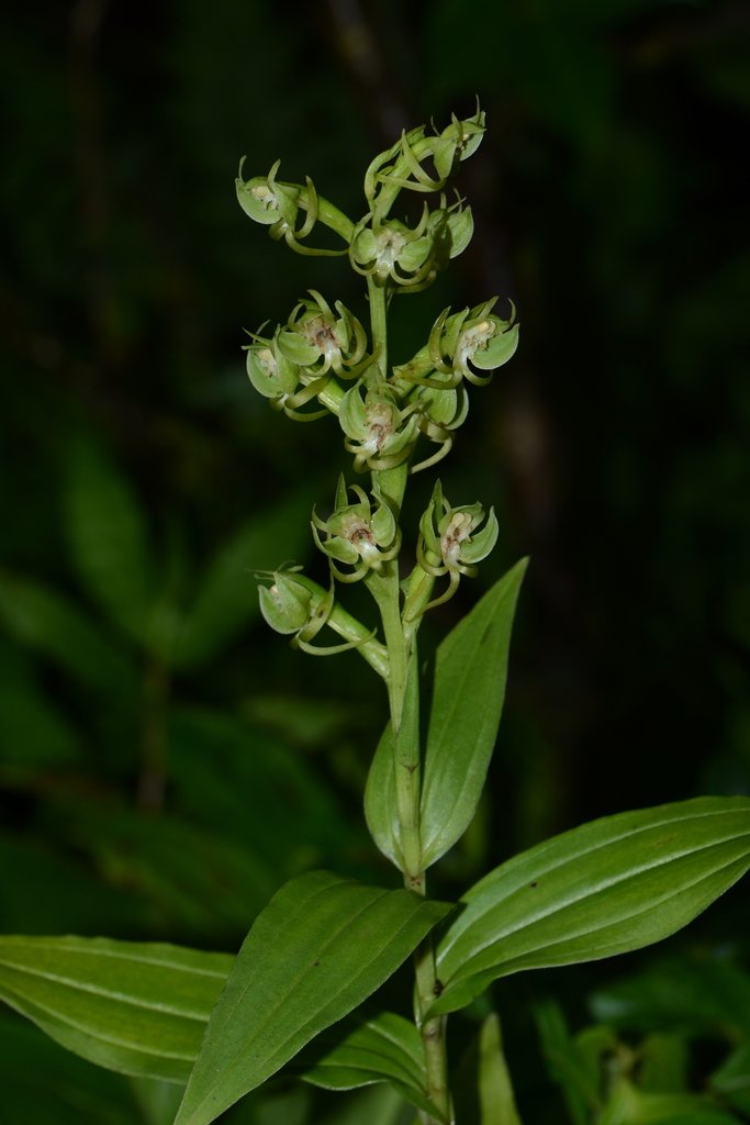 Habenaria digitata