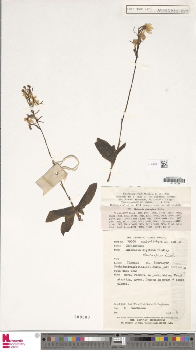 Habenaria digitata photograph 4