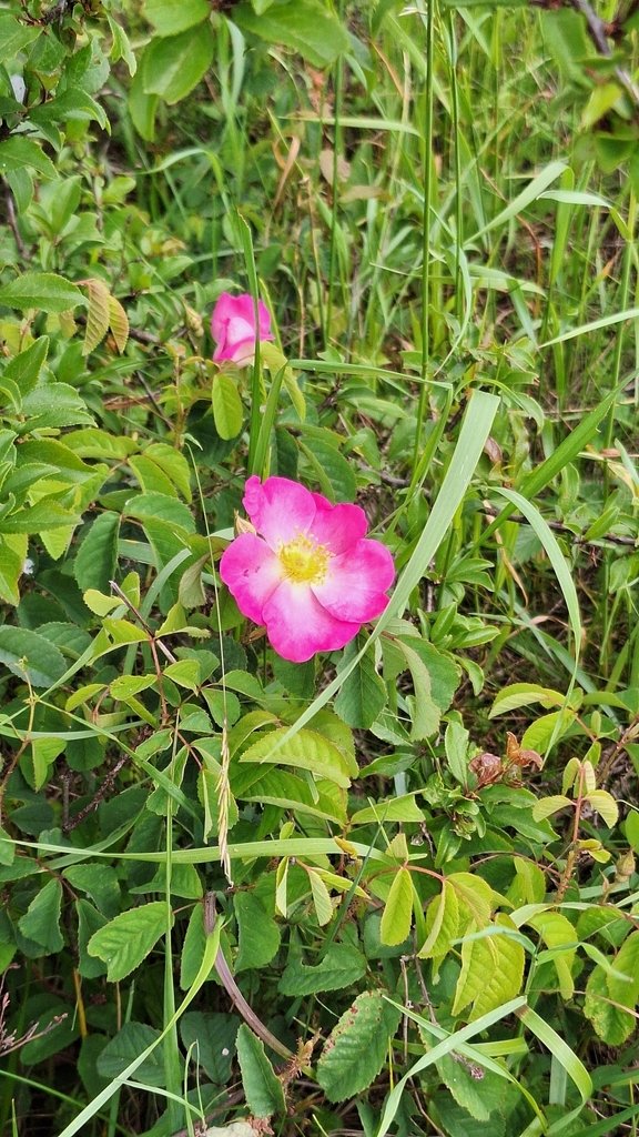 Rosa gallica photograph 5